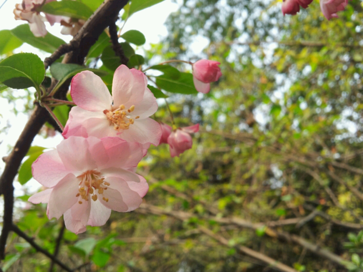 花世界