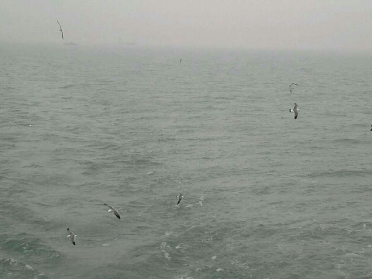 海鷗
