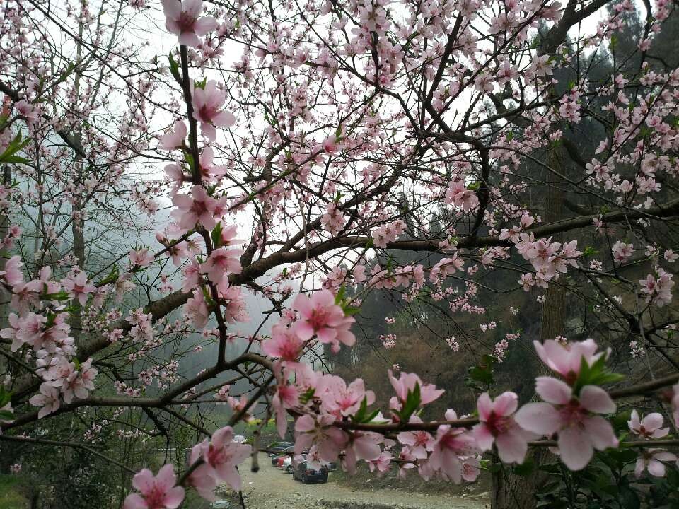 桃花依舊笑春風(fēng)