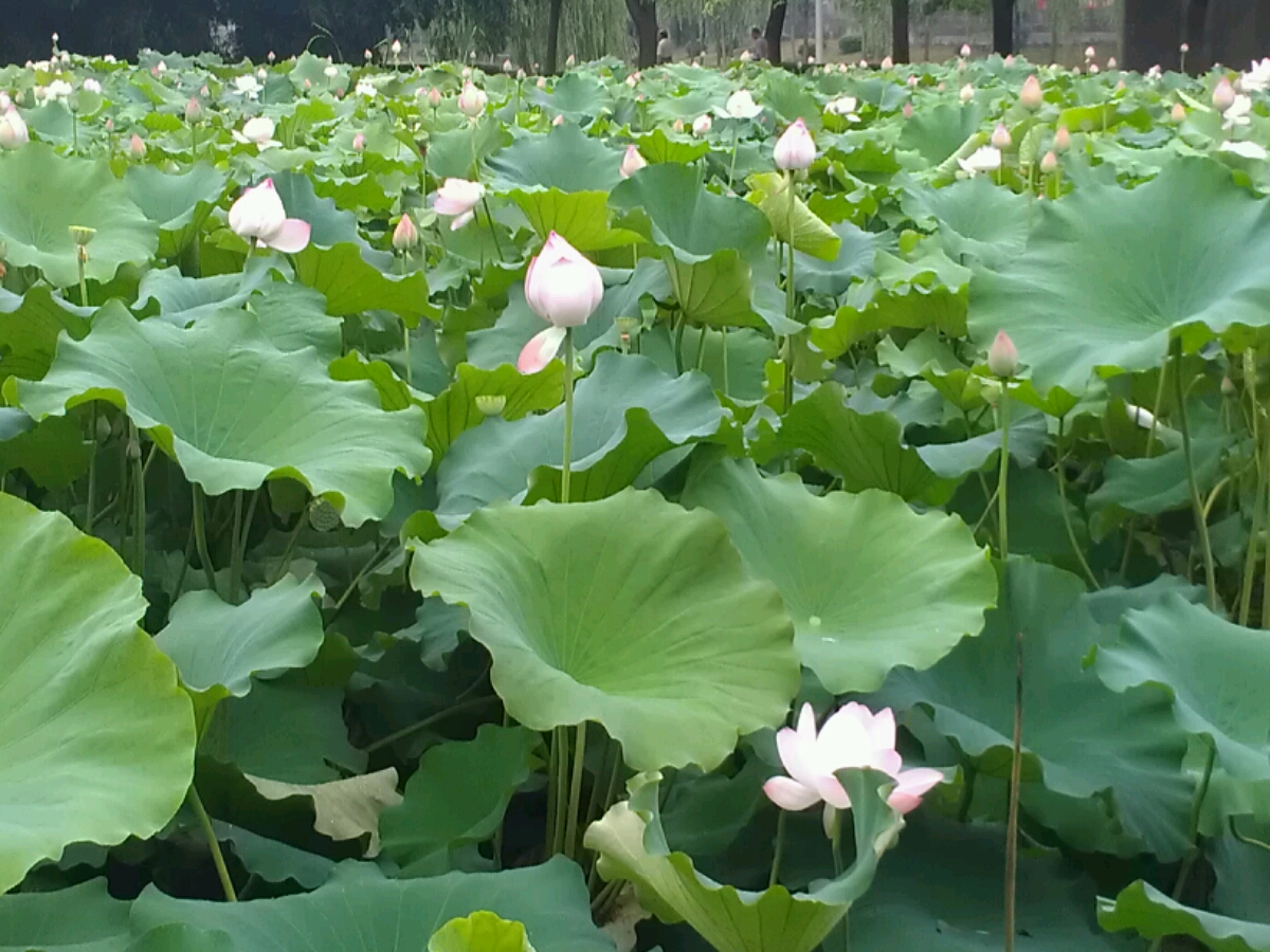 夏日荷花