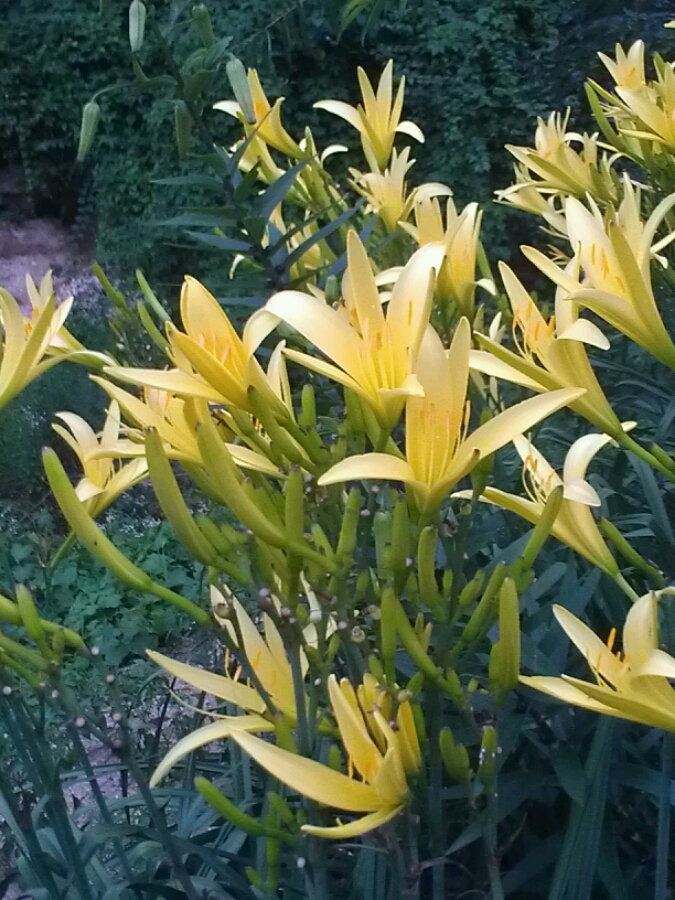 黃花斗艷