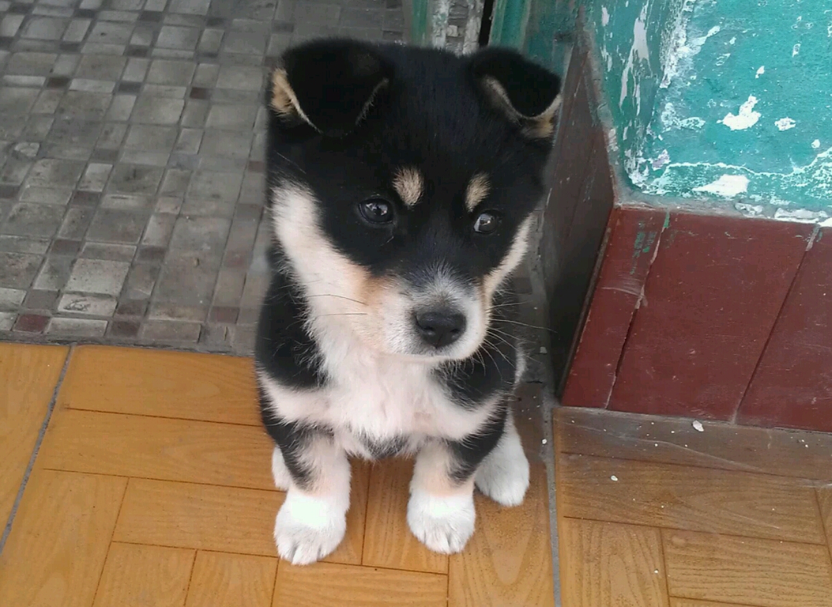 小花狗