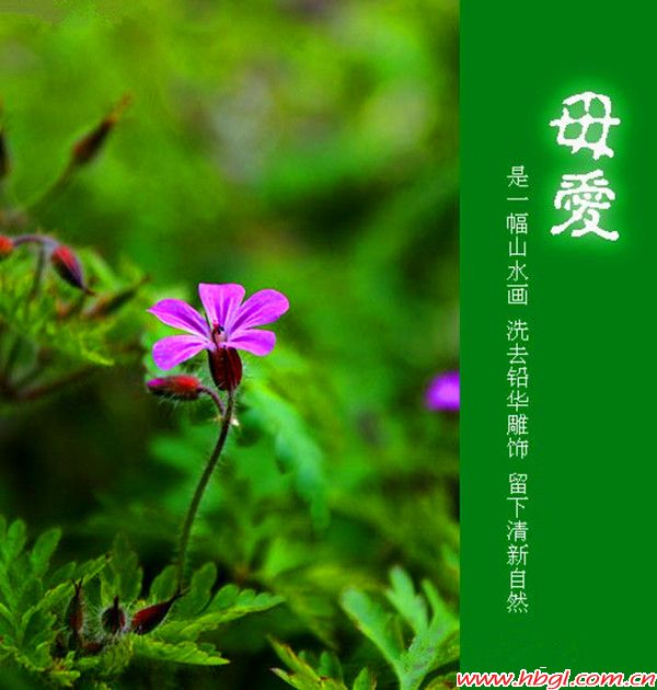 致母親